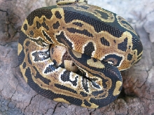 2011 Male Lava