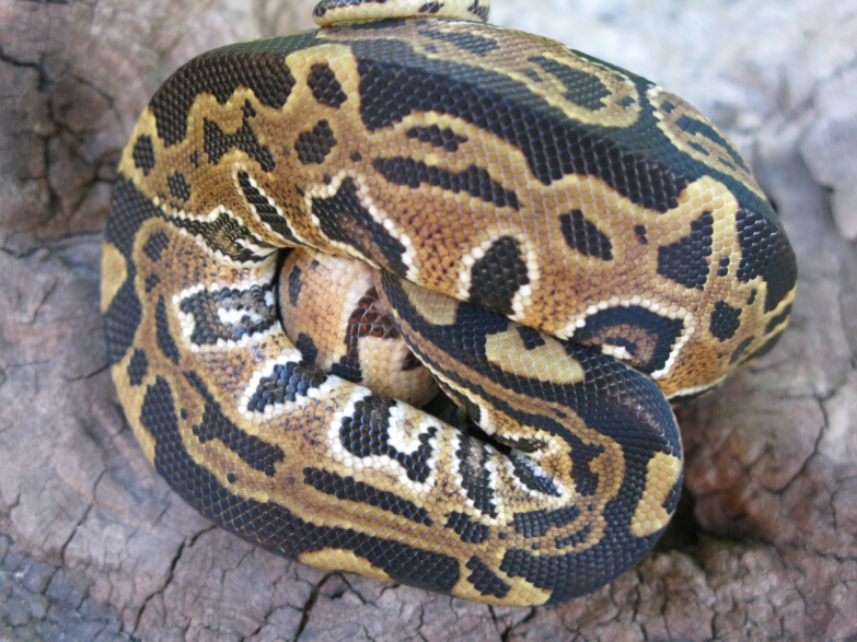 2011 Male Lava