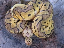 Male Pastel Clown