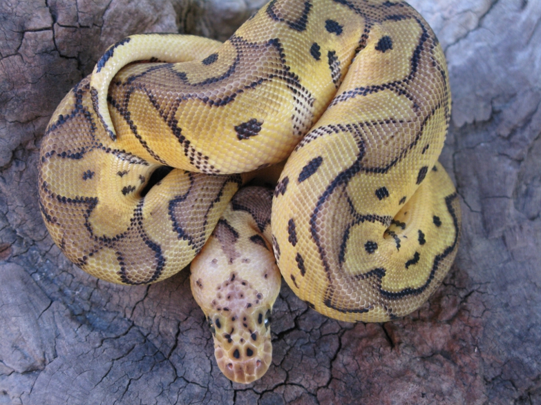 Male Pastel Clown