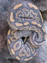 Male Black Pastel Ghost