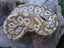 male Ghost Mohave