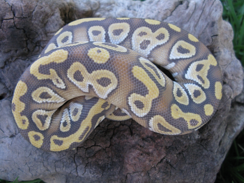 male Ghost Mohave