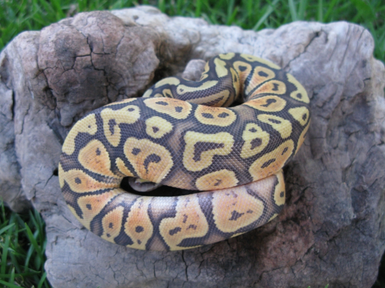 Female Pastel Ghost