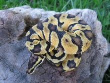 Male Pastel Enchi