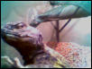 george1