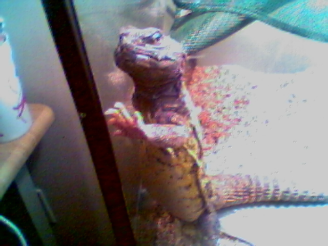 GEORGE2