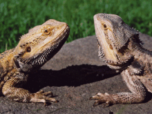 Pog (male) and Sheila (female)