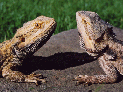 Pog (male) and Sheila (female)