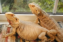 Pog and Sheila
