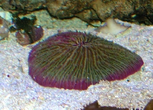 Saltwater - Austin Aquariums