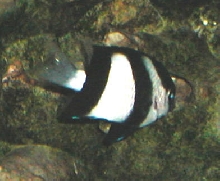 Saltwater Photos
