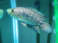 Jag cichlid