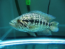 JAGGY