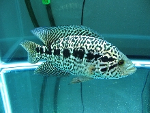 Jaguar Cichlid