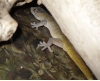 golden gecko