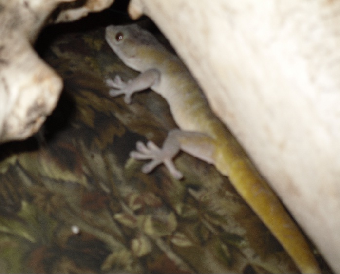 golden gecko