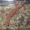 skunk gecko