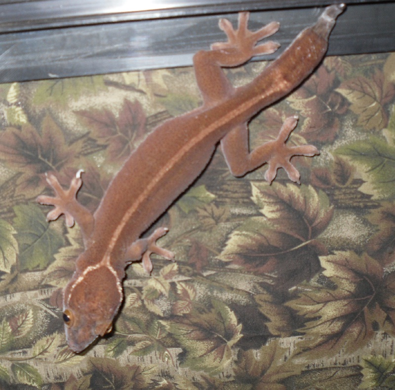 skunk gecko