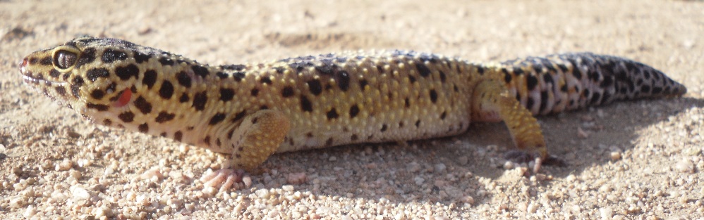 normal leo female