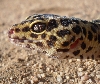 normal leo female