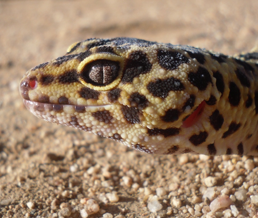 normal leo female