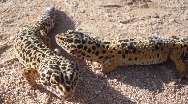 pair normal leos