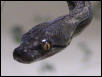 My first retic
