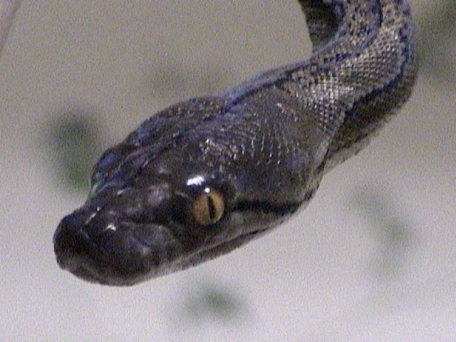 My first retic