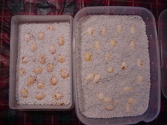 44 vitticep eggs layed