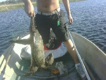 snapping turtle