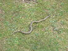 Adder  (Vipera Berus)