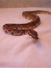 Julie - Ball Python