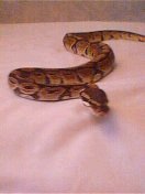 Julie - Ball Python