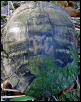 mystery-carapace