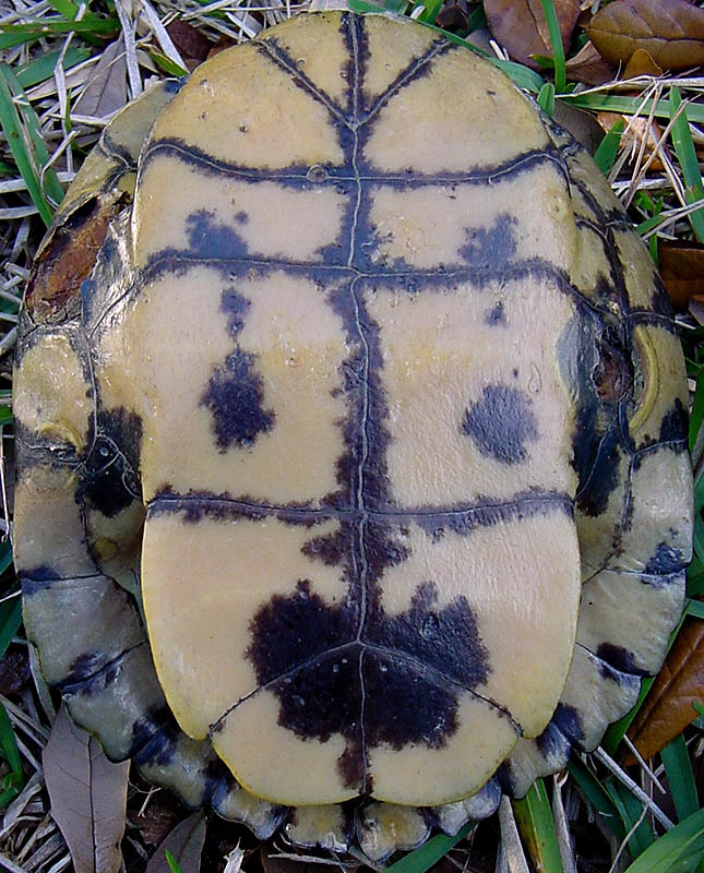 mystery-plastron