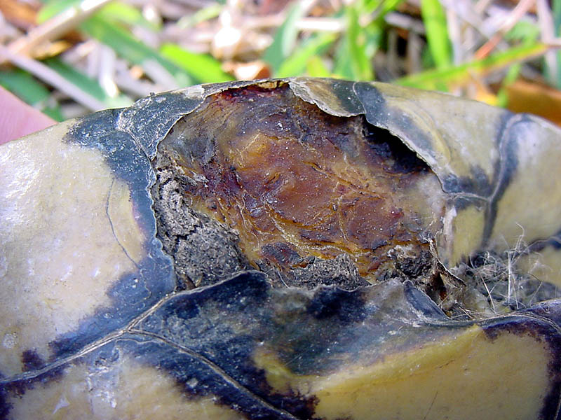 mystery-wound