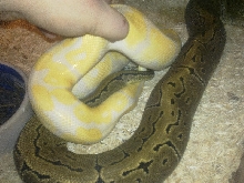 Lavender albino x Pinstripe