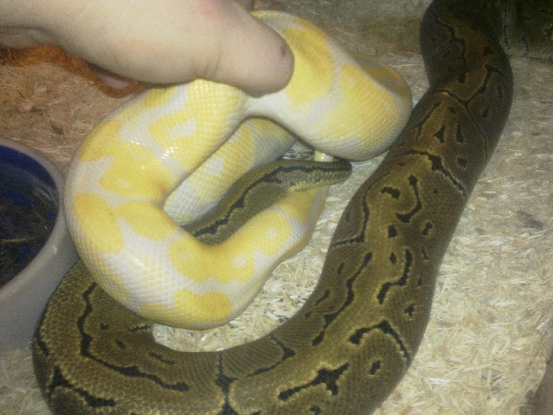 Lavender albino x Pinstripe