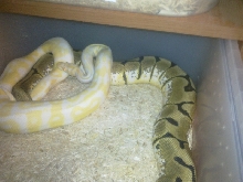 Albino x Spider