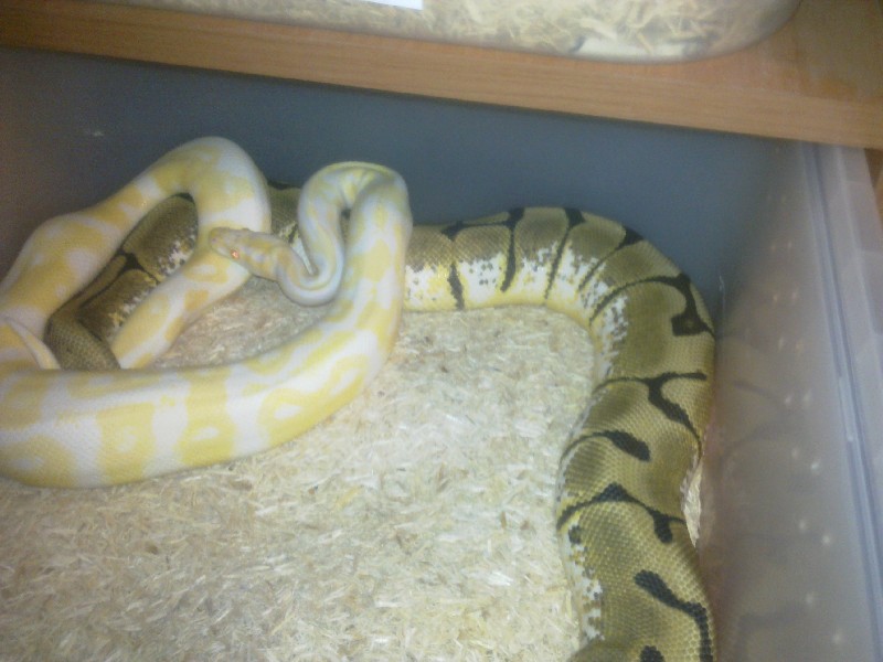 Albino x Spider