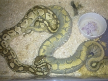 Butter x Honeybee