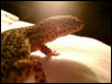 Leopardgecko, Bilggu. :)