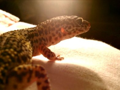 Leopardgecko, Bilggu. :)