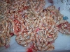 albino boas