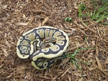 lemon back hypo