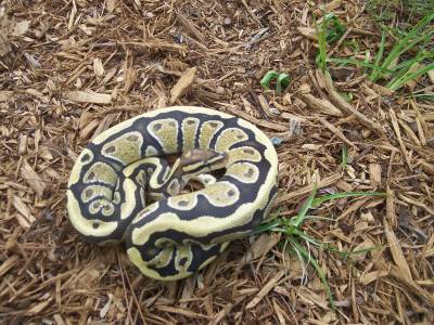 lemon back hypo