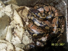 more baby het albino
