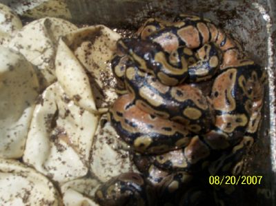 more baby het albino
