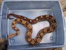 female lattertail